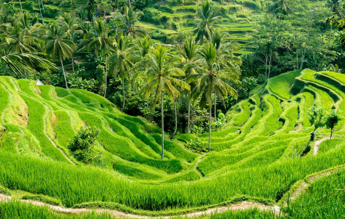 Bali Sightseeing Tour